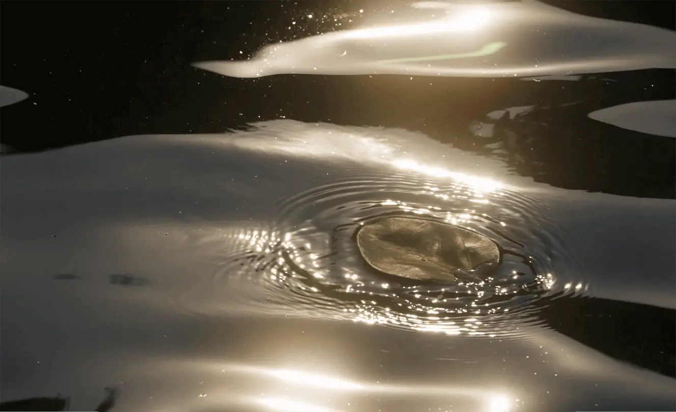 bliss Sunlit water ripple Bliss, living in the moment at Swastik Luxury Wellness Retreats India. Nature, Gratitude, Present Savouring.