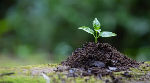 sustainability-swastik Young plant symbolizing SWASTIK's commitment to sustainability with energy-efficient design, waste reduction, and green practices.