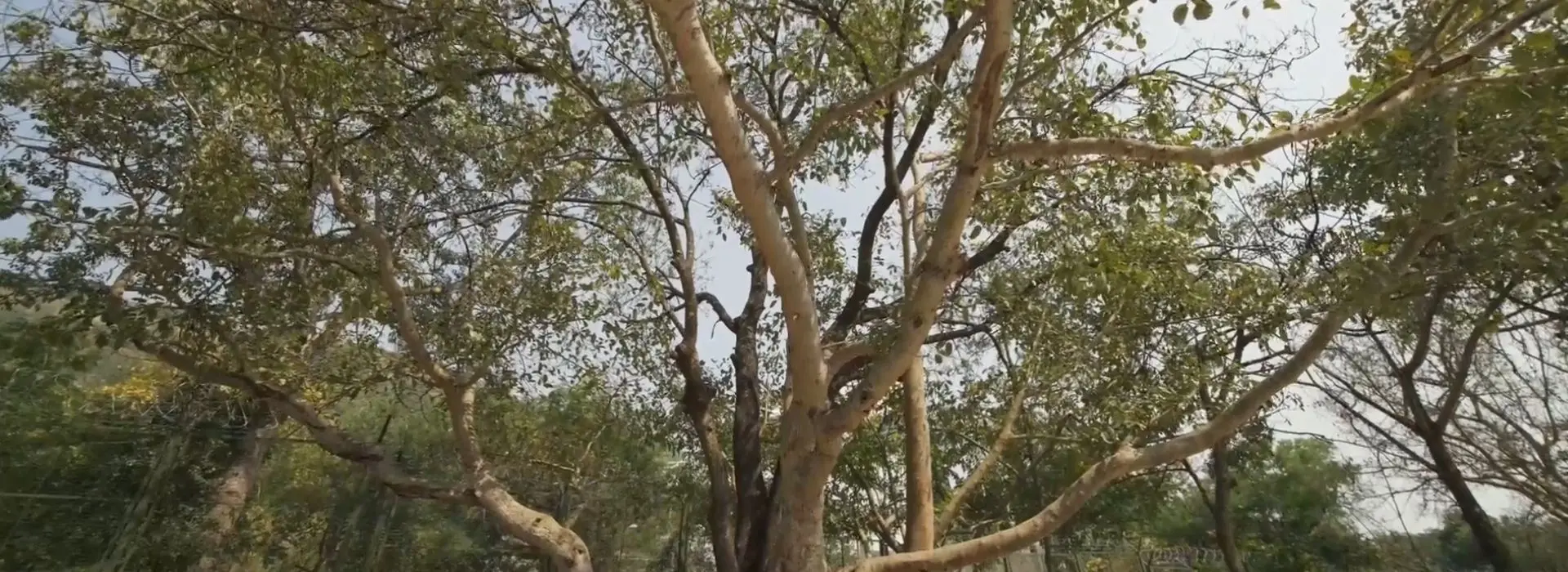 Lush green tree symbolizing healing and balance at Swastik – India’s best wellness retreat for holistic health and mindful living