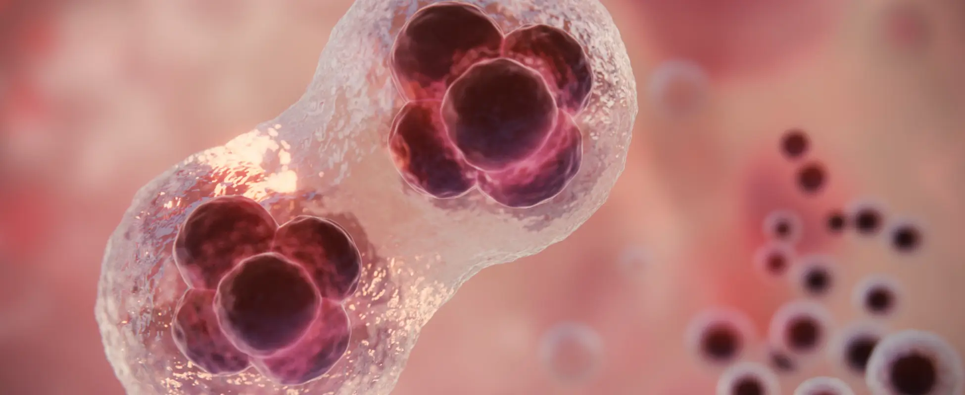 3D illustration of a cell dividing into two, representing intestinal stem cell renewal