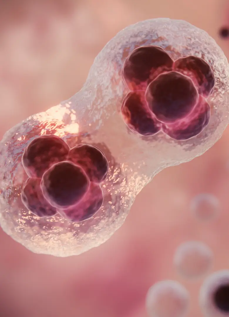 Intestinal Stem Cell Niches and Mucosal Restoration_mob 3D illustration of a cell dividing into two, representing intestinal stem cell renewal