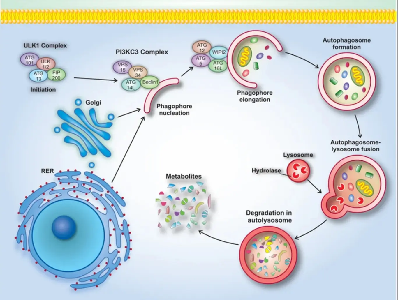 Autophagy: the cellular reset button Autophagy clearing damaged cell components to prepare tissue for regeneration, supported by Ayurvedic Rasayana therapy